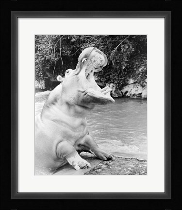 Framed Hippopotamus yawning Print