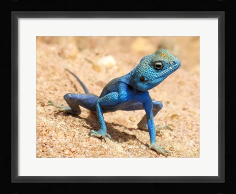Framed Agama Sinaita  ST 10 Print
