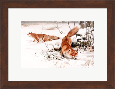 Framed Common Foxes in the Snow Print
