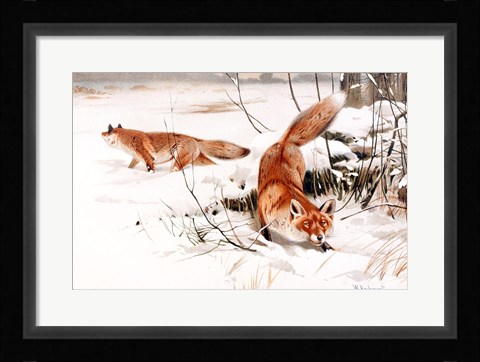Framed Common Foxes in the Snow Print