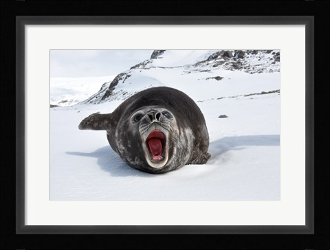 Framed Mirounga Leonina Print