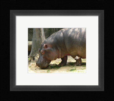 Framed Face Hippopotamus Amphibius Mexico Print