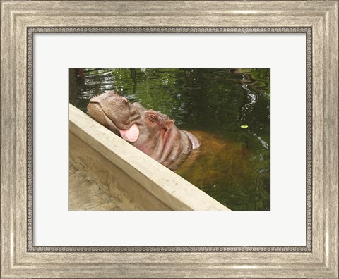 Framed Hipopotam - Warszawskie Zoo Print