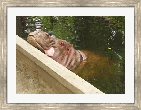 Framed Hipopotam - Warszawskie Zoo Print