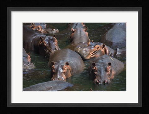 Framed Hippo Pod Print