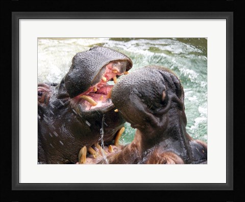Framed Hippopotamus at Barcelona Zoo Print
