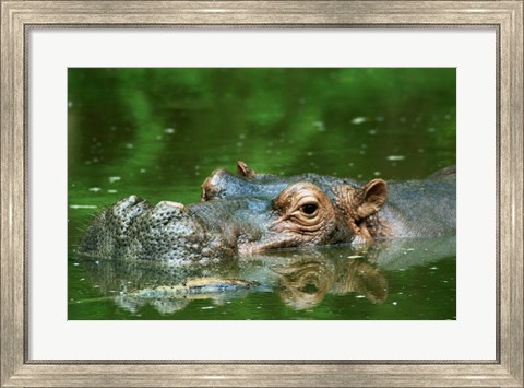 Framed Hippopotamus Surfacing Print