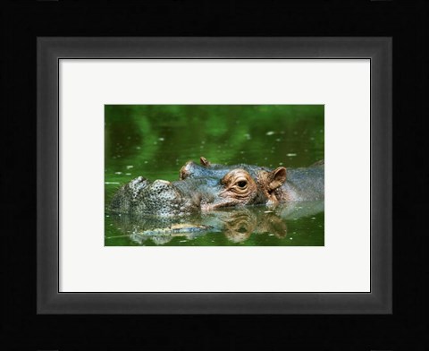 Framed Hippopotamus Surfacing Print