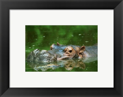 Framed Hippopotamus Surfacing Print