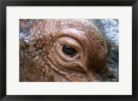 Framed Hippopotamus Eye Print