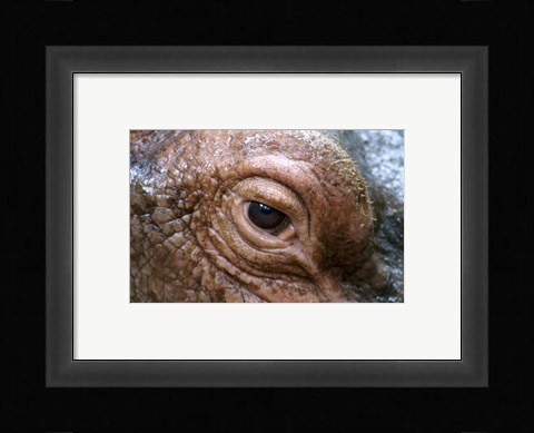 Framed Hippopotamus Eye Print