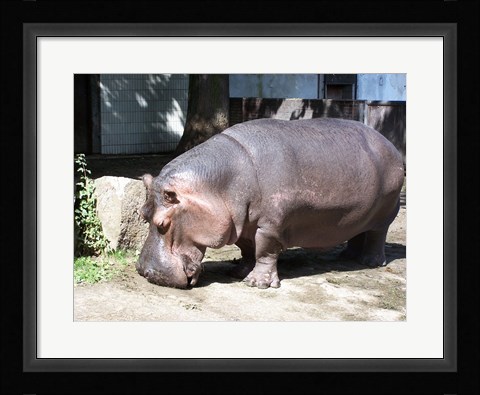 Framed Hroch Obojzivelny Print