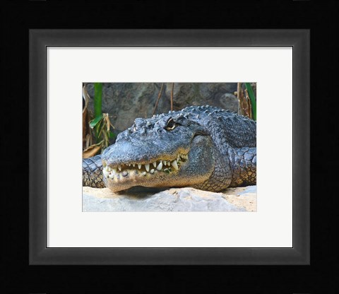 Framed Alligator Mississippiensis Print
