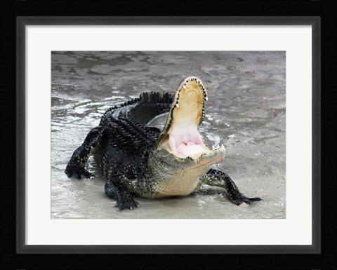 Framed Alligator Mississippiensis Defensive Print