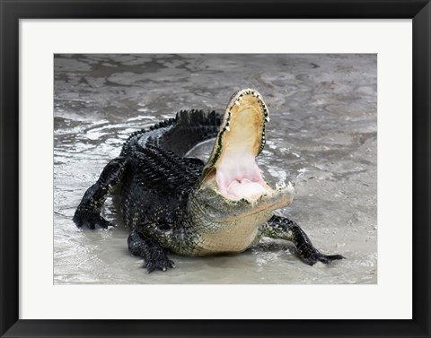 Framed Alligator Mississippiensis Defensive Print