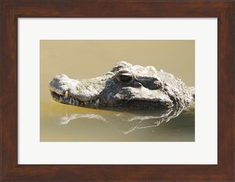 Framed Caiman Displaying Fourth Tooth Print