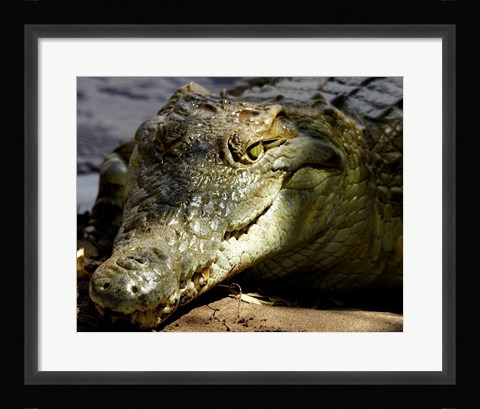 Framed Crocodile Print