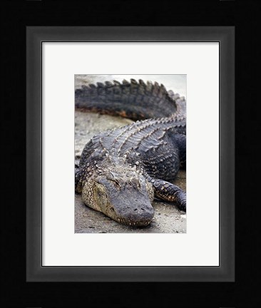 Framed Florida Alligator Print