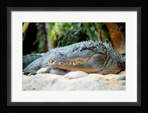 Framed Loro Parque Alligator Print