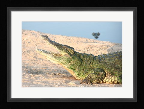Framed Open Mouth Crocodile Print