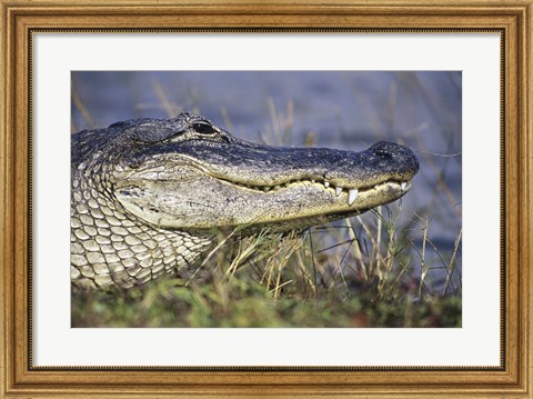 Framed Alligator - photo Print