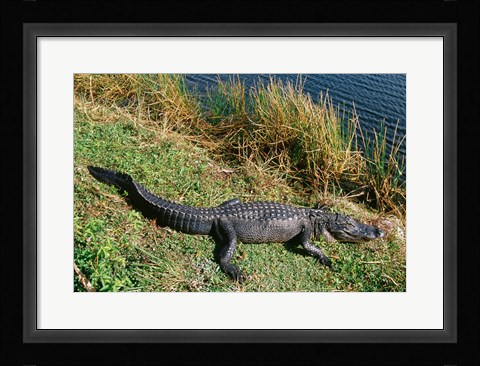 Framed Alligator Everglades National Park Florida USA Print