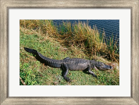 Framed Alligator Everglades National Park Florida USA Print