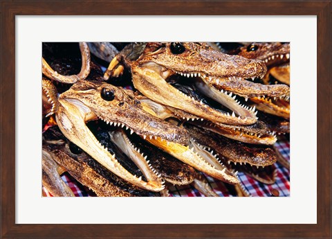 Framed Close-up of the skulls of alligators Print