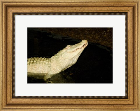 Framed Close-up of an American alligator in a lake Print