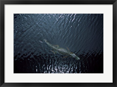 Framed American Alligator Print