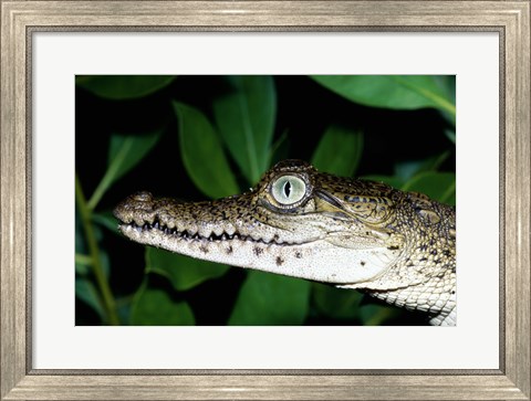 Framed Close-up of an American Crocodile Print