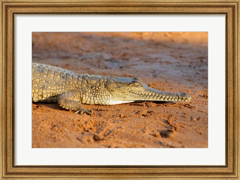 Framed High angle view of an Australian Freshwater Crocodile Print