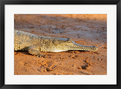 Framed High angle view of an Australian Freshwater Crocodile Print