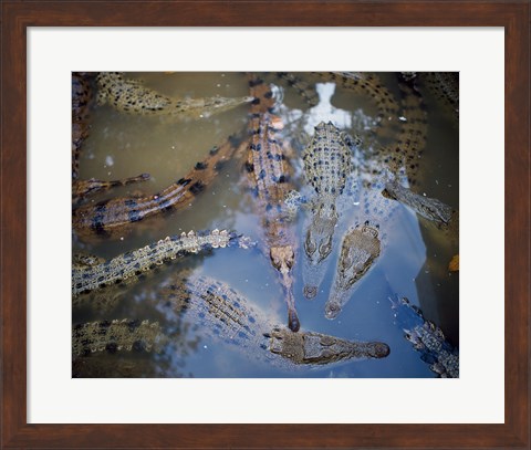 Framed High angle view of crocodiles in a pool of water Print