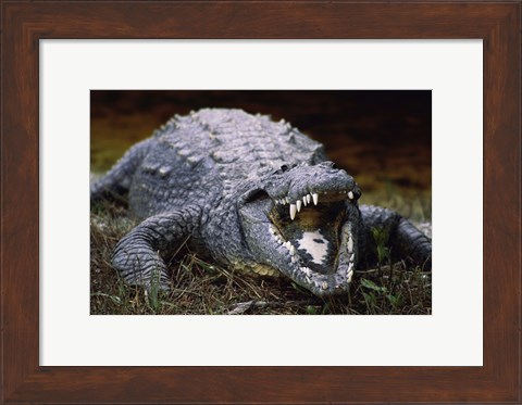 Framed Close-up of an American Crocodile Open Mouth Print
