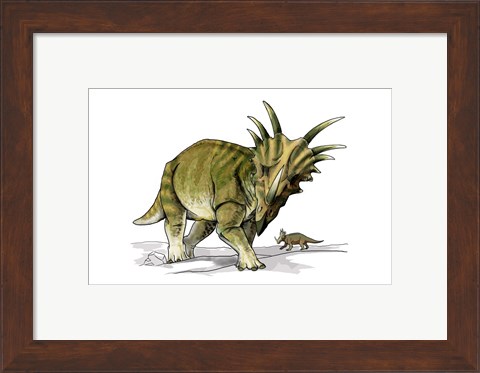 Framed Styracosaurus Print