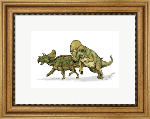 Framed Avaceratops Print