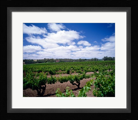 Framed Panoramic view of vineyards, Barossa Valley, South Australia, Australia Print
