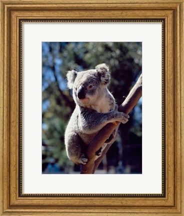 Framed Koala on a tree branch, Australia (Phascolarctos cinereus) Print