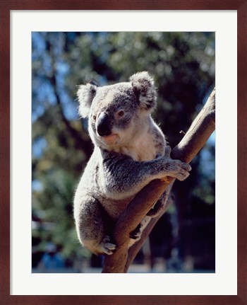 Framed Koala on a tree branch, Australia (Phascolarctos cinereus) Print