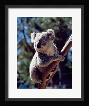 Framed Koala on a tree branch, Australia (Phascolarctos cinereus) Print