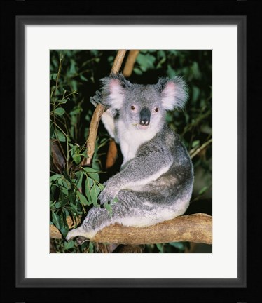 Framed Koala sitting on a tree branch, Lone Pine Sanctuary, Brisbane, Australia (Phascolarctos cinereus) Print