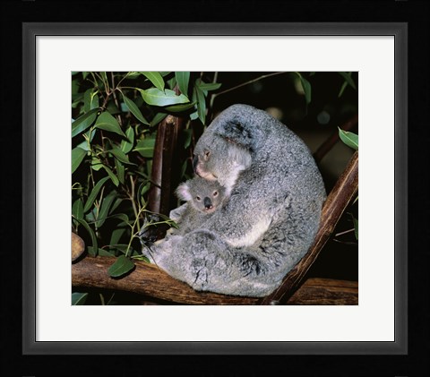 Framed Koala hugging its young, Lone Pine Sanctuary, Brisbane, Australia (Phascolarctos cinereus) Print
