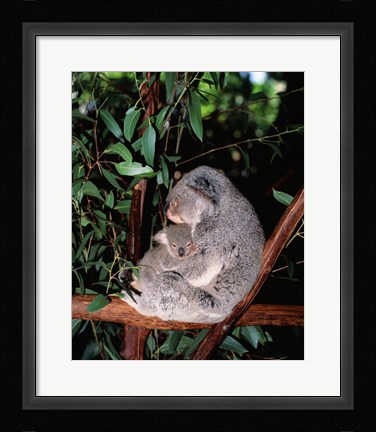 Framed Koala hugging its young, Lone Pine Sanctuary, Brisbane, Australia (Phascolarctos cinereus) Print