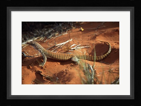 Framed High angle view of a goanna, Australia Print