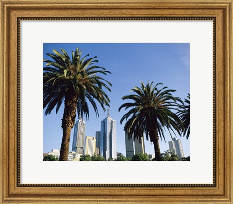 Framed Palm trees in a city, Melbourne, Australia Print