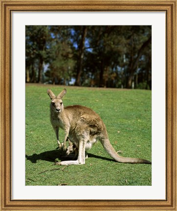 Framed Kangaroo carrying its young in its pouch, Australia Print