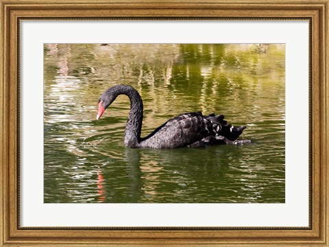 Framed Black swan (Cygnus atratus) swimming in a pond, Australia Print