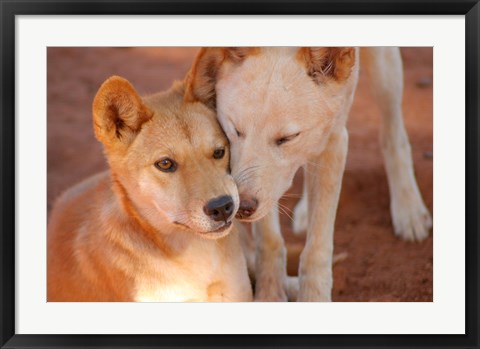 Framed Close-up of two dingoes, Australia Print