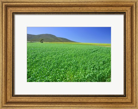 Framed Panoramic view of a wheat field, Eyre Peninsula, Australia Print